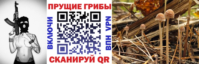 где продают наркотики  Пудож  Псилоцибиновые грибы ЛСД 
